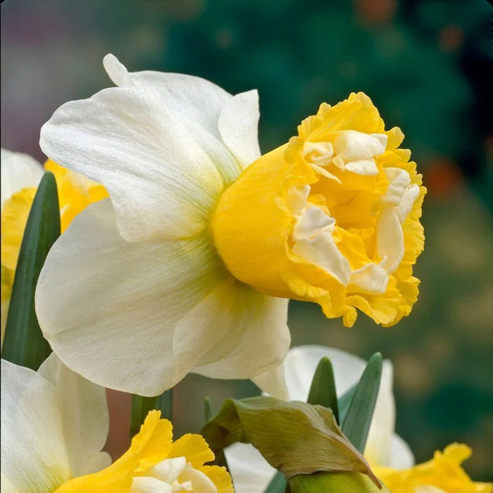 10 DAFFODIL BULBS - NARCISSUS LENNART - Caribbean garden seed