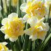 10 DAFFODIL BULBS - NARCISSUS LENNART - Caribbean garden seed