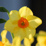 10 DAFFODIL BULBS - NARCISSUS FALCONET - Caribbean garden seed