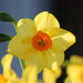10 DAFFODIL BULBS - NARCISSUS FALCONET - Caribbean garden seed