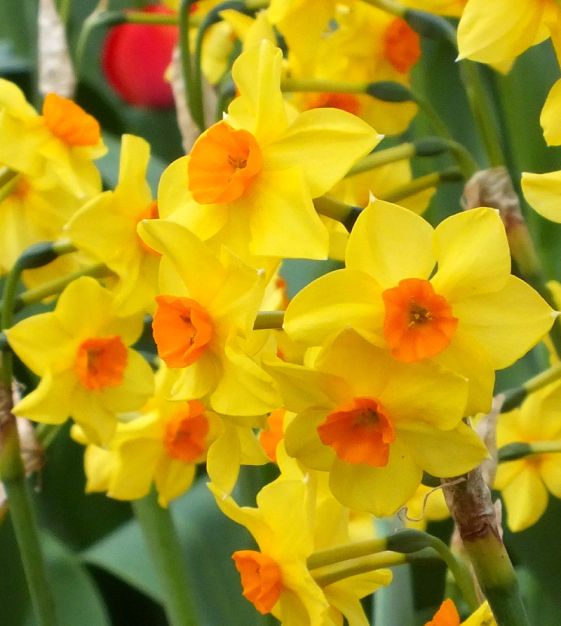 10 DAFFODIL BULBS - NARCISSUS FALCONET - Caribbean garden seed