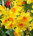 10 DAFFODIL BULBS - NARCISSUS FALCONET - Caribbean garden seed