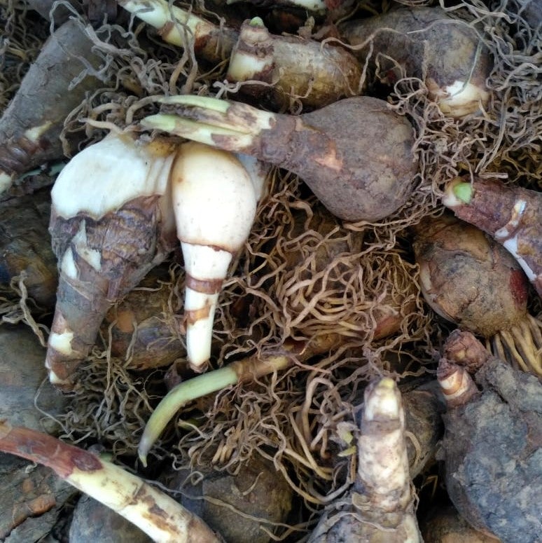 10 DAFFODIL BULBS - NARCISSUS FALCONET - Caribbean garden seed