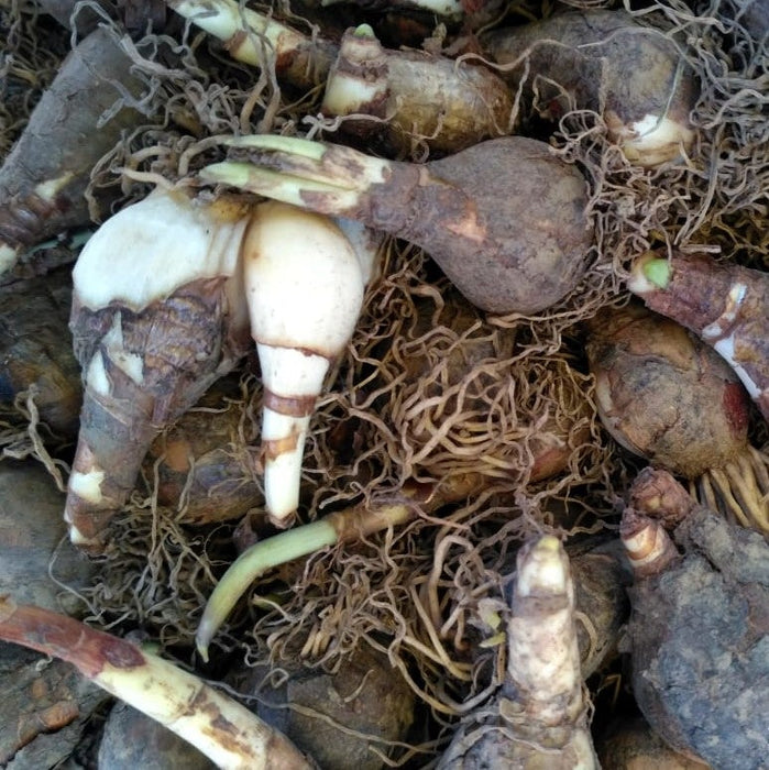 10 DAFFODIL BULBS - NARCISSUS FALCONET - Caribbean garden seed