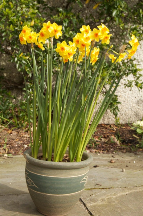 10 DAFFODIL BULBS - NARCISSUS FALCONET - Caribbean garden seed