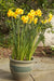 10 DAFFODIL BULBS - NARCISSUS FALCONET - Caribbean garden seed