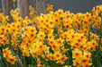 10 DAFFODIL BULBS - NARCISSUS FALCONET - Caribbean garden seed