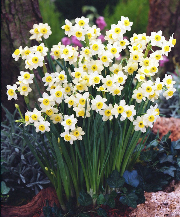 MINI DAFFODIL Minnow, FALL PLANTING BULBS - Caribbean garden seed