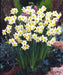 MINI DAFFODIL Minnow, FALL PLANTING BULBS - Caribbean garden seed