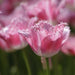 FRINGED TULIP BULBS - Fancy Frills - FALL PLANTING - Caribbean garden seed