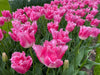 FRINGED TULIP BULBS - Fancy Frills - FALL PLANTING - Caribbean garden seed