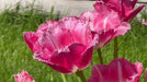 FRINGED TULIP BULBS - Fancy Frills - FALL PLANTING - Caribbean garden seed