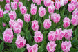 FRINGED TULIP BULBS - Fancy Frills - FALL PLANTING - Caribbean garden seed