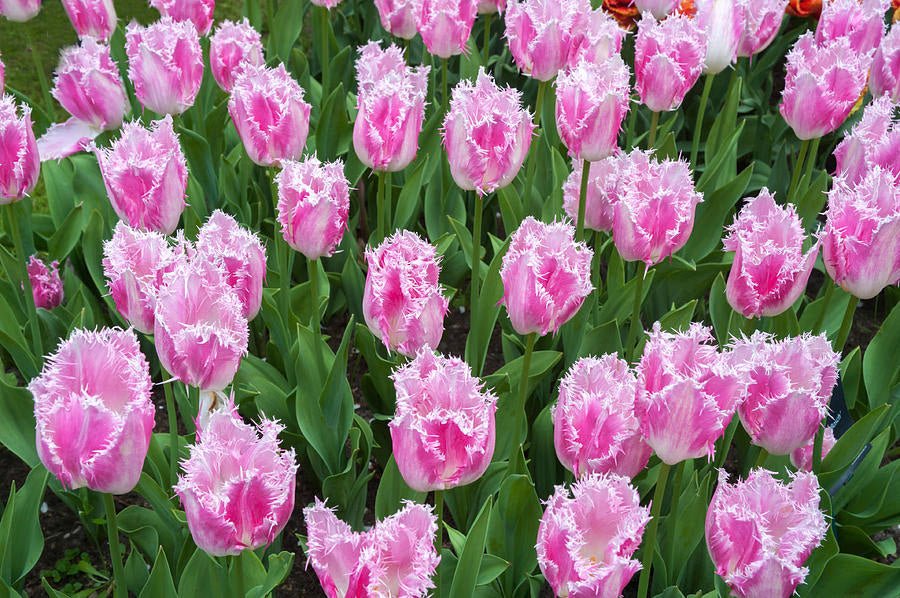 FRINGED TULIP BULBS - Fancy Frills - FALL PLANTING - Caribbean garden seed