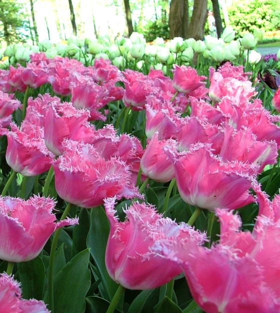 FRINGED TULIP BULBS - Fancy Frills - FALL PLANTING - Caribbean garden seed