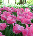 FRINGED TULIP BULBS - Fancy Frills - FALL PLANTING - Caribbean garden seed