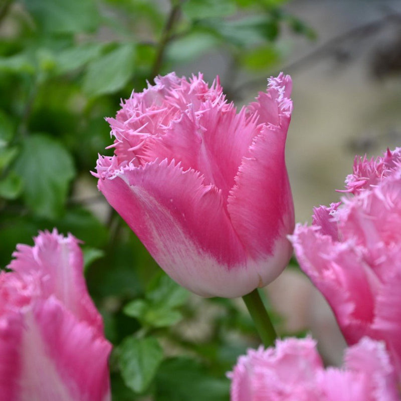 FRINGED TULIP BULBS - Fancy Frills - FALL PLANTING - Caribbean garden seed