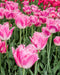 FRINGED TULIP BULBS - Fancy Frills - FALL PLANTING - Caribbean garden seed