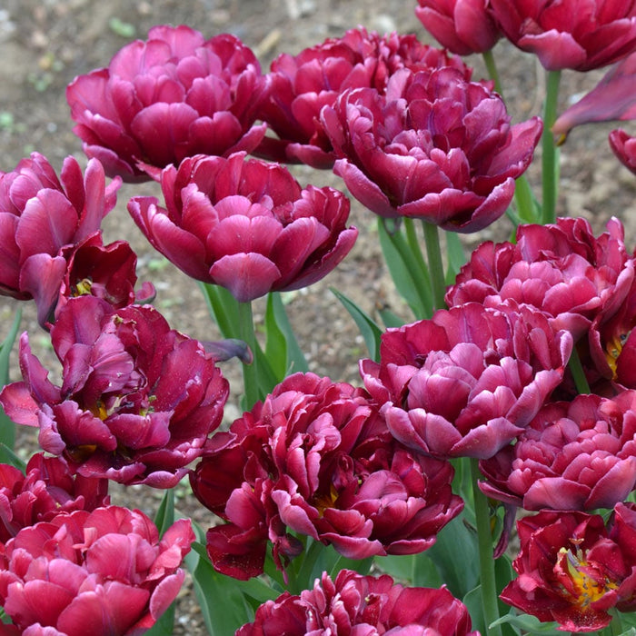 Tulip BULBS, ALISON BRADLEY, Double bloom, FALL PLANTING - Caribbean garden seed