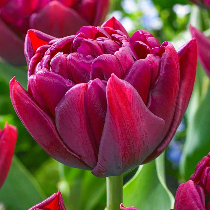 Tulip BULBS, ALISON BRADLEY, Double bloom, FALL PLANTING - Caribbean garden seed