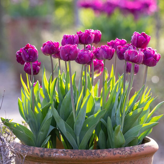 Tulip BULBS, ALISON BRADLEY, Double bloom, FALL PLANTING - Caribbean garden seed