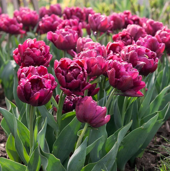 Tulip BULBS, ALISON BRADLEY, Double bloom, FALL PLANTING - Caribbean garden seed