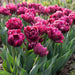 Tulip BULBS, ALISON BRADLEY, Double bloom, FALL PLANTING - Caribbean garden seed