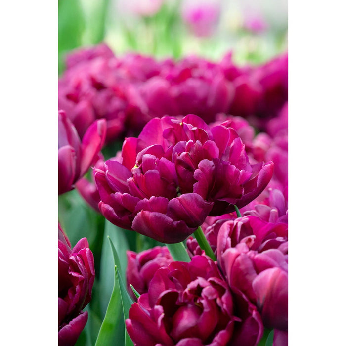Tulip BULBS, ALISON BRADLEY, Double bloom, FALL PLANTING - Caribbean garden seed