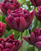 Tulip BULBS, ALISON BRADLEY, Double bloom, FALL PLANTING - Caribbean garden seed