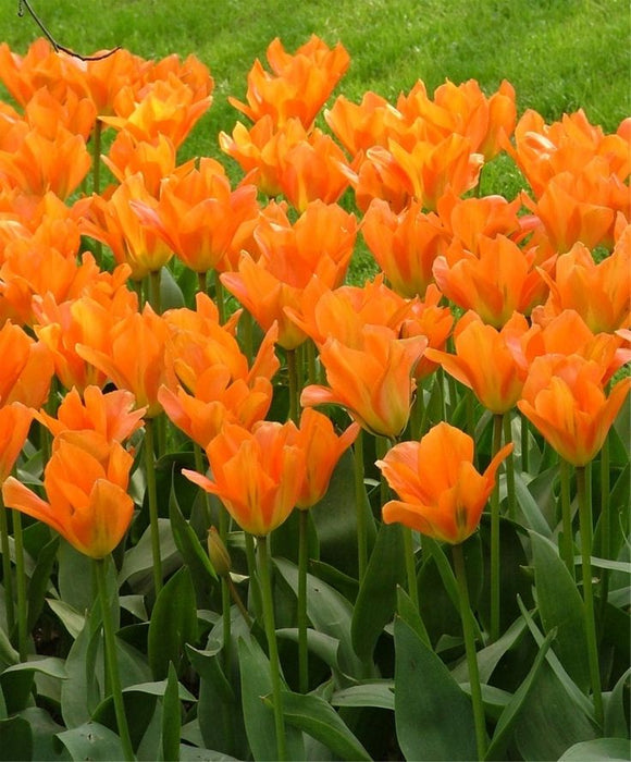 Tulip Bulbs - orange emperor -fall planting - Caribbean garden seed