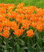 Tulip Bulbs - orange emperor -fall planting - Caribbean garden seed
