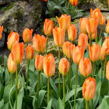 Tulip Bulbs - orange emperor -fall planting - Caribbean garden seed