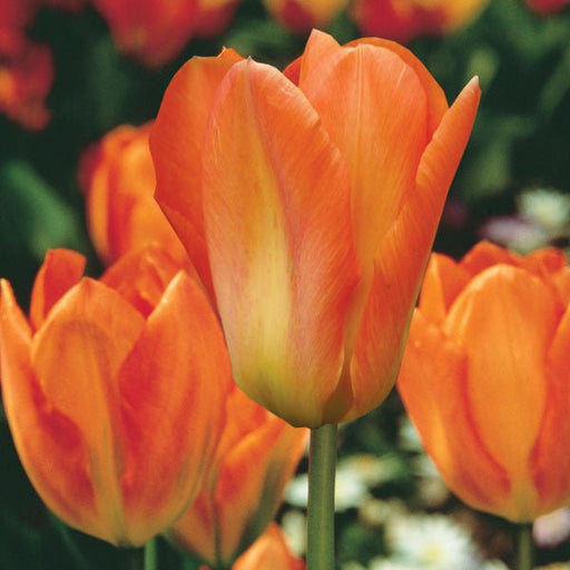 Tulip Bulbs - orange emperor -fall planting - Caribbean garden seed