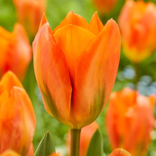 Tulip Bulbs - orange emperor -fall planting - Caribbean garden seed