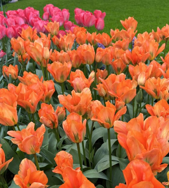 Tulip Bulbs - orange emperor -fall planting - Caribbean garden seed