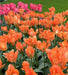 Tulip Bulbs - orange emperor -fall planting - Caribbean garden seed
