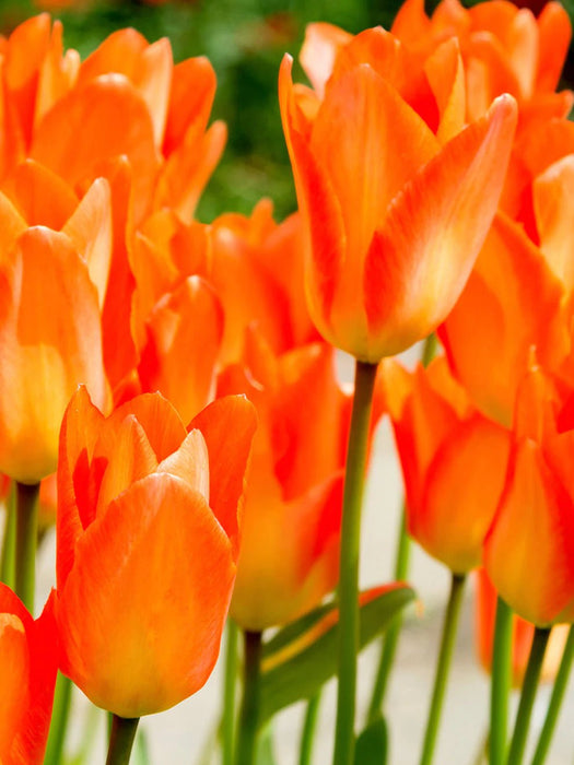 Tulip Bulbs - orange emperor -fall planting - Caribbean garden seed
