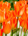 Tulip Bulbs - orange emperor -fall planting - Caribbean garden seed