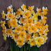 DAFFODIL BULBS - NARCISSUS LOVE CALL, FALL PLANTING - Caribbean garden seed