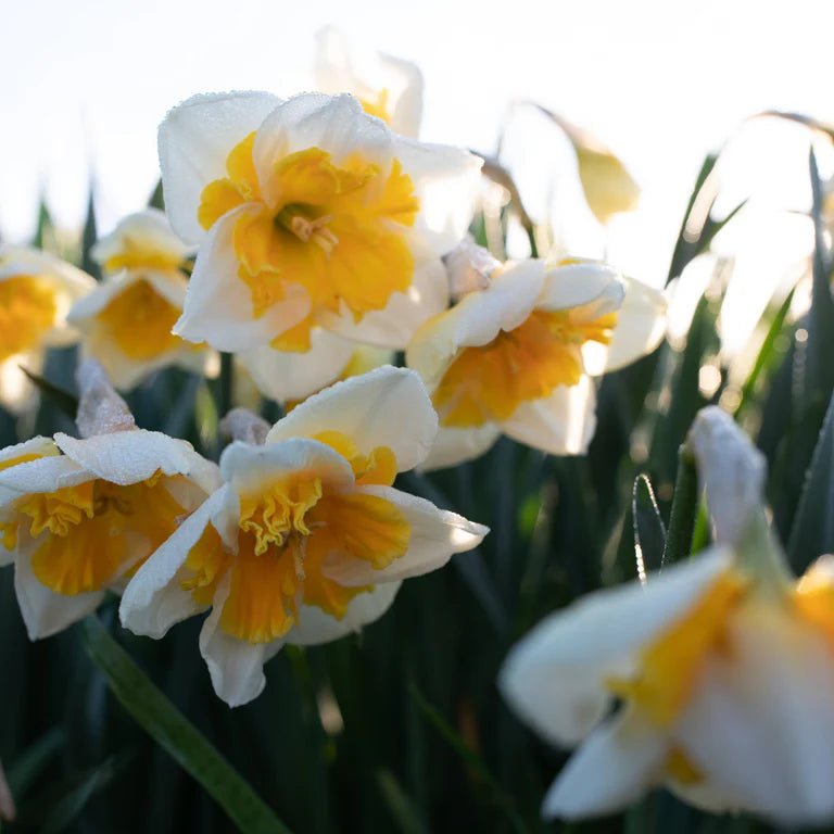 DAFFODIL BULBS - NARCISSUS LOVE CALL, FALL PLANTING - Caribbean garden seed