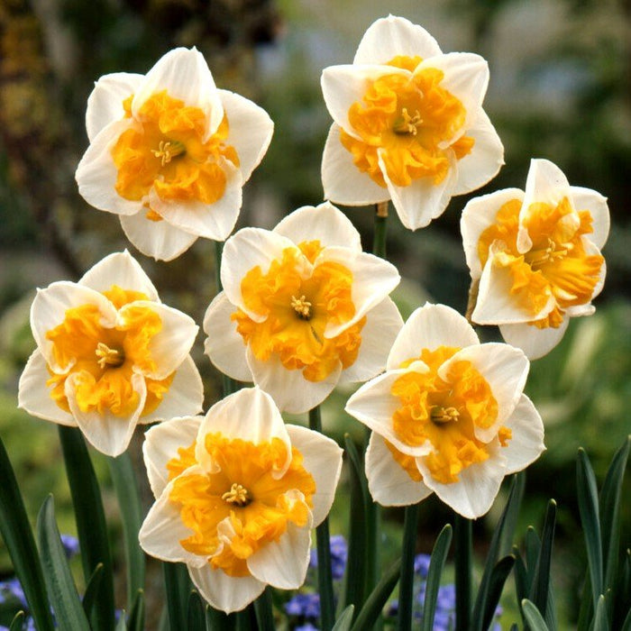 DAFFODIL BULBS - NARCISSUS LOVE CALL, FALL PLANTING - Caribbean garden seed
