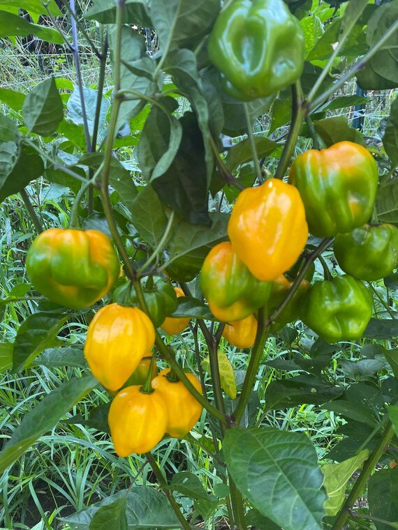 AJI DULCE AMARILLO (LIVE PLANTS ) YELLOW SWEET HABANERO - Caribbean garden seed