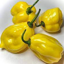 AJI DULCE AMARILLO (LIVE PLANTS ) YELLOW SWEET HABANERO - Caribbean garden seed