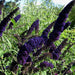 Black Knight Butterfly Bush - Live Plants, HARDY PERENNIAL - Caribbean garden seed