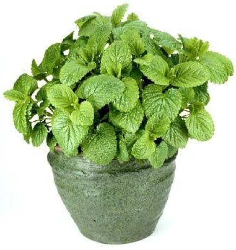 Lemon Balm Live Herb Plants (Melissa officinalis) pack or 3