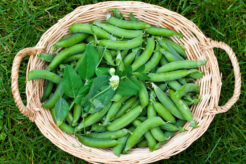 Thomas Laxton Pea Seeds | Pisum sativum | 1900 Heirloom | Sweet Shelling Pea | Early Season | 60–65 Days