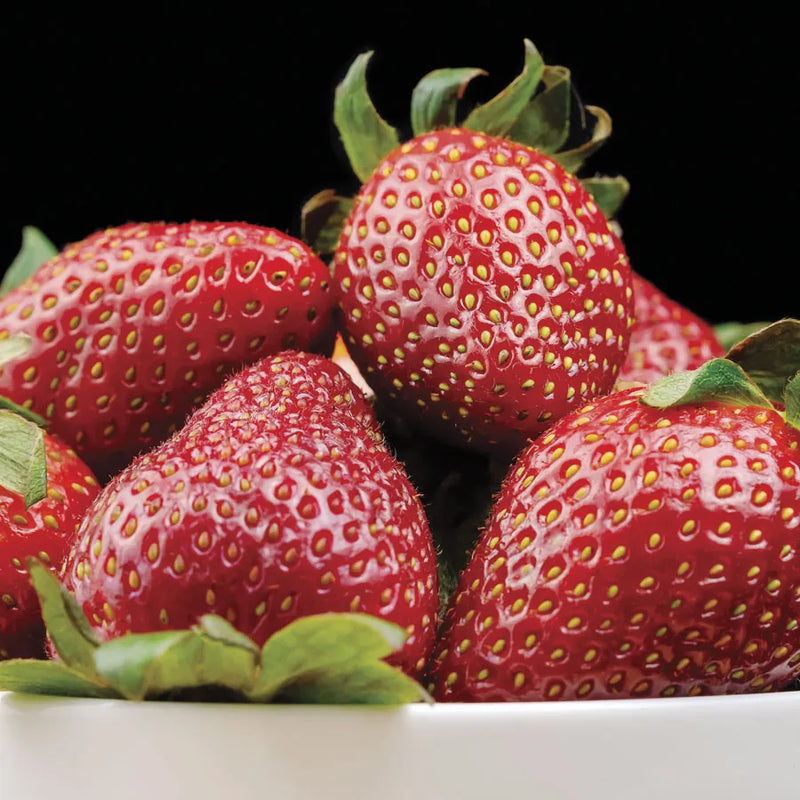 Galletta June-Bearing Strawberry Live Plug Plants