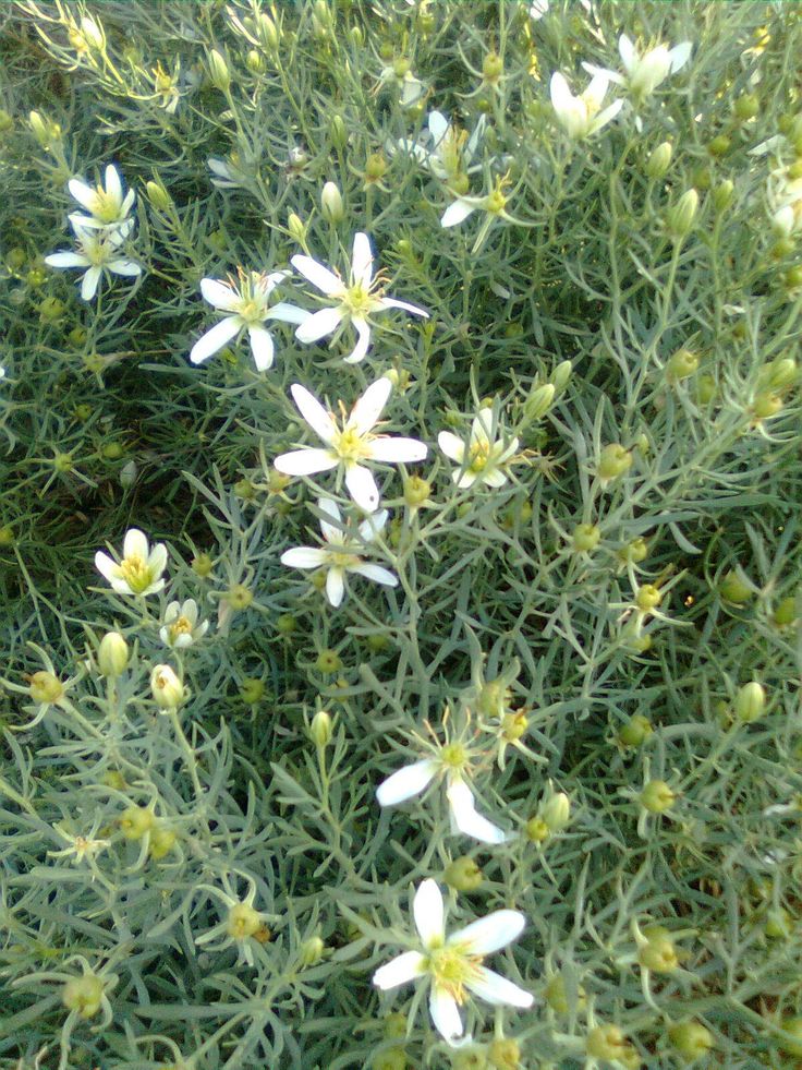 Peganum Harmala Seeds (Syrian Rue)