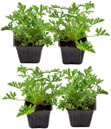 Natural Mosquito Repellent, PLANT, SCENTED PLANT