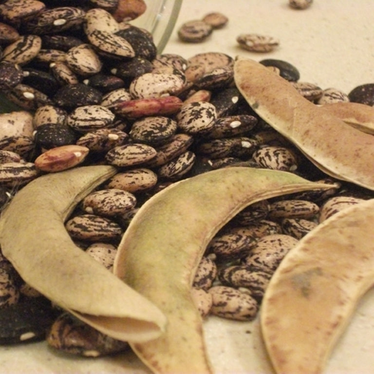 Jackson Wonder Bush Lima Bean Seeds | Heirloom